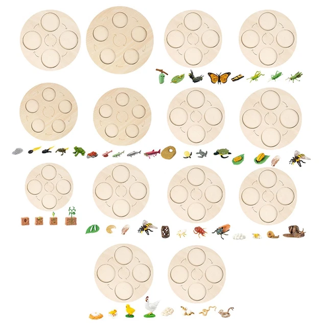 LIFE CYCLE BOARD Learning Teaching Aids Game for Xmas £7.98 - PicClick UK