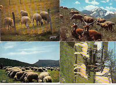 Lot de 4 cartes postales postcards 10x15cm transhumance moutons brebis berger 2 