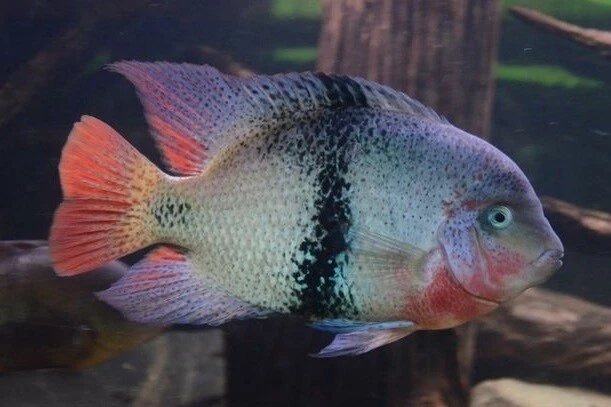 2"-3" Black Belt Cichlid LIVE FISH Read Description