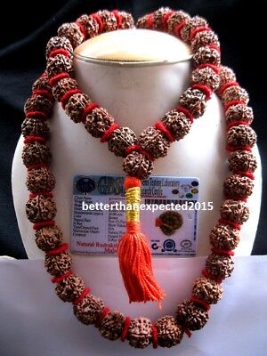 5 Mukhi Rudraksha 5 Face Rudraksh 20 mm Nepal bead Kantha Mala LAB CERTIFIED