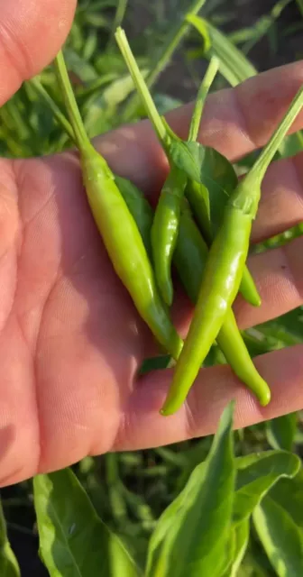 50+ Türkische Chili Grün Samen Garten Gemüse Peperoni Yesil Aci Biber