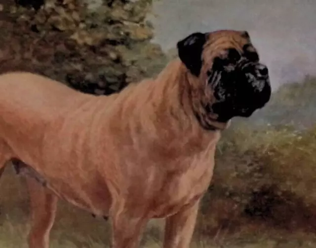 Original 1911 Antique Mastiff Color Print 9x7.25" Dog