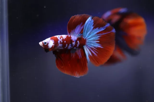 Live Betta Fish Male Halfmoon Red Koi Galaxy #VJ96
