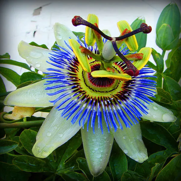 Passiflora caerulea - Blue passion fruit - 10 Seeds