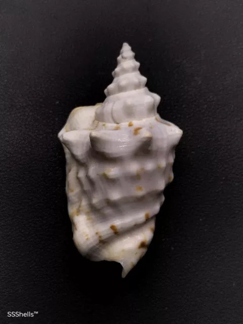 Strombus granulatus 70mm Sea shell collector home decor beach #6717