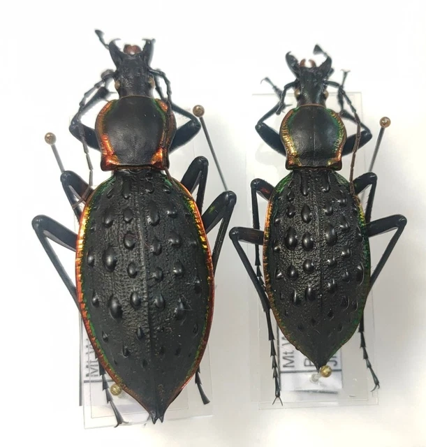 paire de Carabus Coptolabrus ignimetallus guidongensis Chine mont Wugong