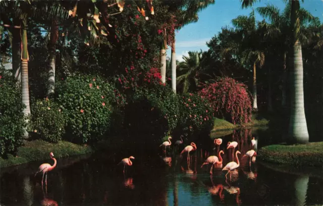 Sarasota Florida, Beautiful Flamingos in Jungle Gardens, Vintage Postcard