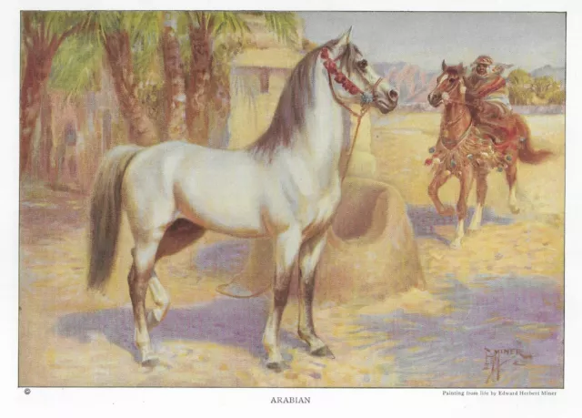 Arabian Horse - 1923 Vintage Horse Art Print Gift - MATTED