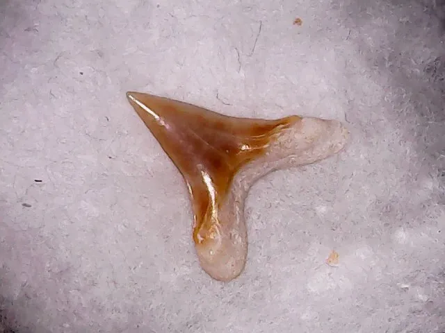 Shark Tooth - Alopias Alabamensis Dent Anterieure Priabonien Juin120