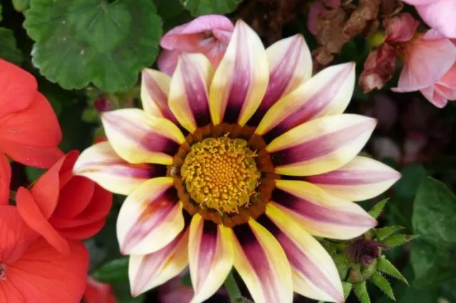 Semillas de flores de Gazania, margarita esplendens sol colores mixtos planta con flores de jardín 3