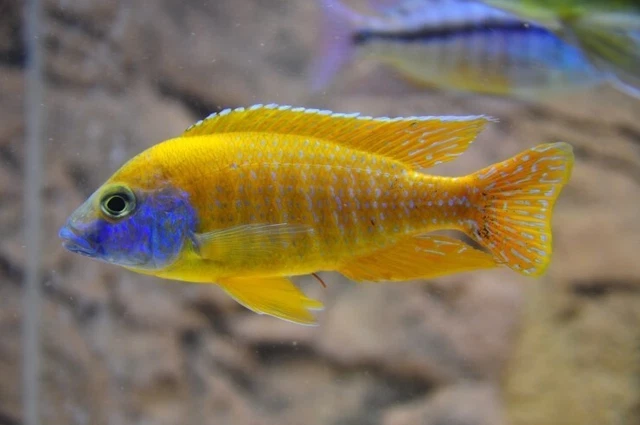 5x Yellow Peacock Cichlid  (1.75-2.25") Live Fish