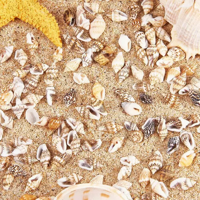 50x Tiny Mini Sea Shells Art Craft Wedding Beach Confetti 7-15mm