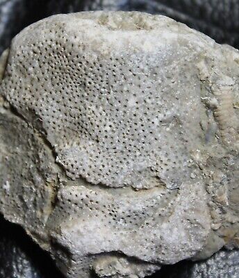 Excellent, big Silurian fossil bryozoan