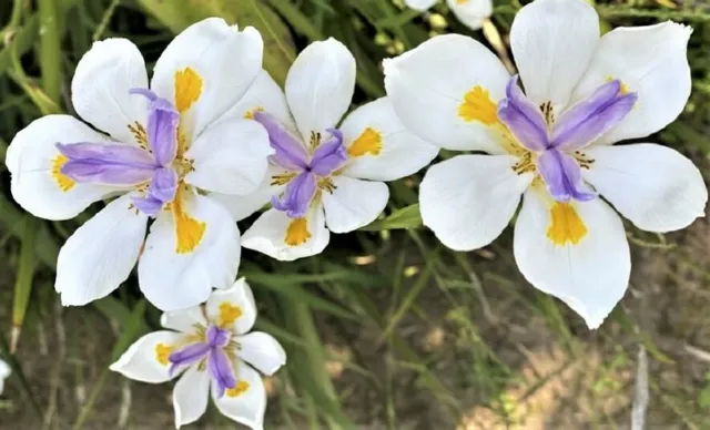 5 Fairy Iris plants Drought Tolerant Smaller Type Iris