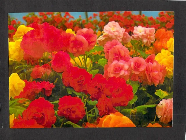 B2130 Australia V Ballarat Begonia House Botanic Gardens Rose Series postcard
