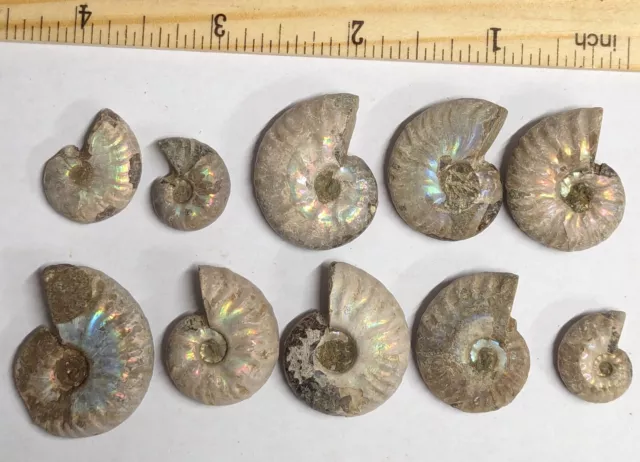 120 Million Year old AMMONITE Fossil Collection Lot From Madagascar (F5717)