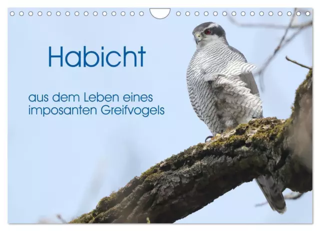 Habicht - aus dem Leben eines imposanten Greifvogels (Wandkalender 2025 DIN...