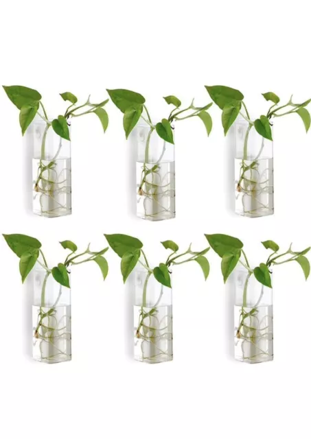Bunhut Wall Planters for Indoor Plants,Wall Hanging Terrarium Planters,Glass 6 P