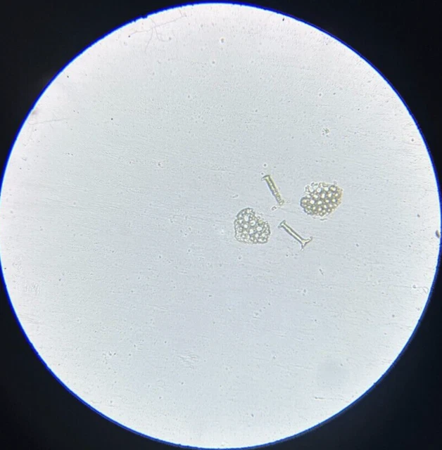 J.D. Moller Microscope Slide Sea Cucumber Synapta Molesta S. Philippines