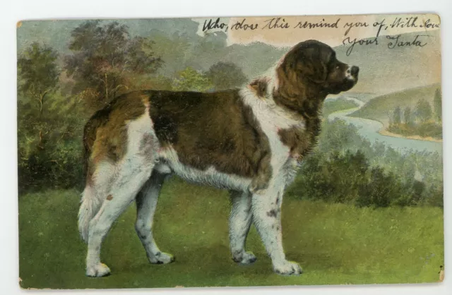 Vintage antique postcard animal pet St Bernard dog