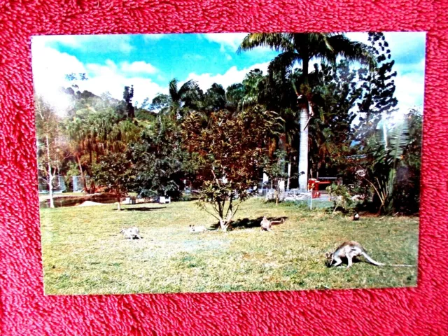 Cooberrie Park Sanctuary  Yeppoon  North  Queensland  Colour Postcard  [86]