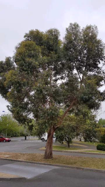 Eucalyptus gunnii / Gommier cidre / Conteneur de 3 à 4 litres