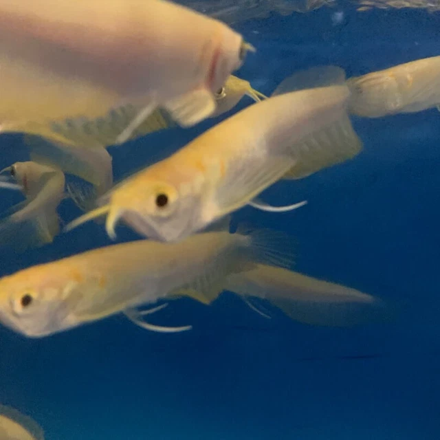 Albino arowana (pink eye)5-6" in length live tropical fish