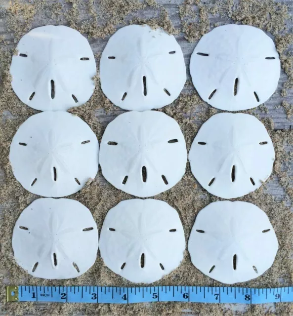 Sand Dollar | Real Sand Dollars 2 1/2"-3" | Set of 9 2