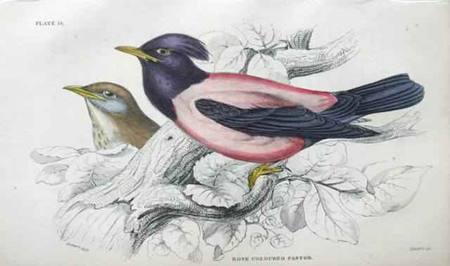 ROSE COLOURED PASTOR Jardine hand coloured antique bird print 1838