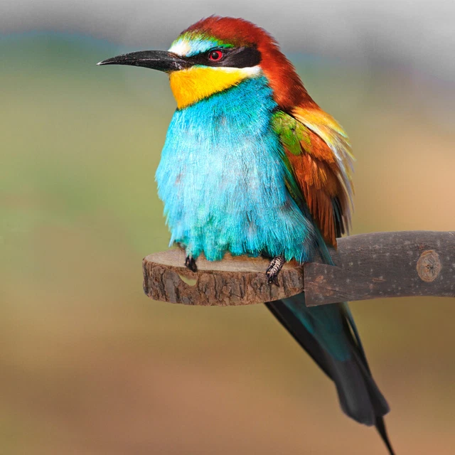 1PC Biss Spielzeug Vogel Molaren Spielzeug Vogelkäfig Steht 11