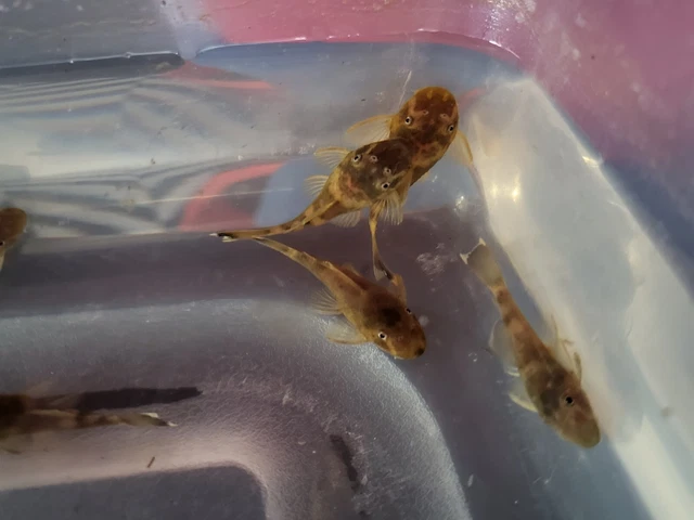 Tank Bred Standard GREEN DRAGON Bristlenose Pleco 1-1/2+ inch