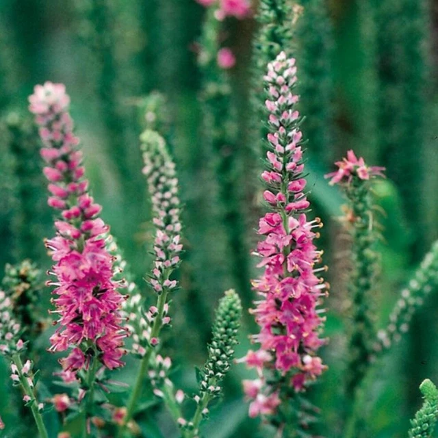 VERONICA PLUG PLANTS garden fuchsia pink flower perennial hardy alpine