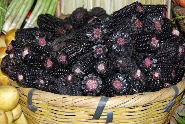 20 SEMI DI MAIS NERO-BLACK-MAIZ MORADO PERUVIANO- AZTECO ORNAMENTALE varie RARA