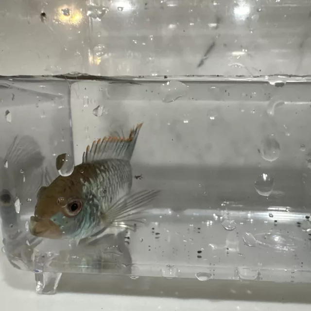 2 Electric Blue Acara (2 Inch Long) 2 Fish Total