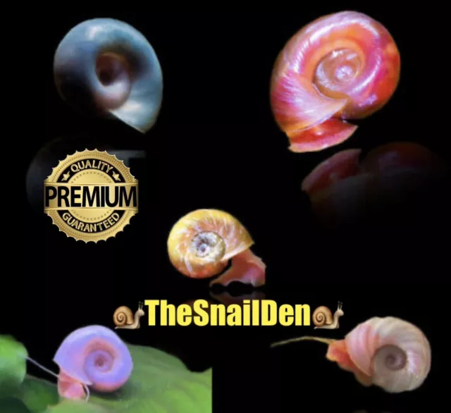 5 X Mixed Colours Ramshorn Snails Cold Water Tropical Fish Tank Clean Up Crew