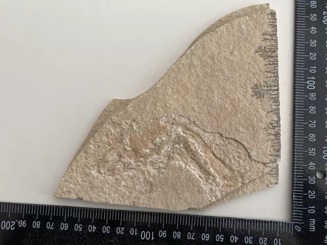 Urzeit Fossil Versteinerung siehe Fotos PO