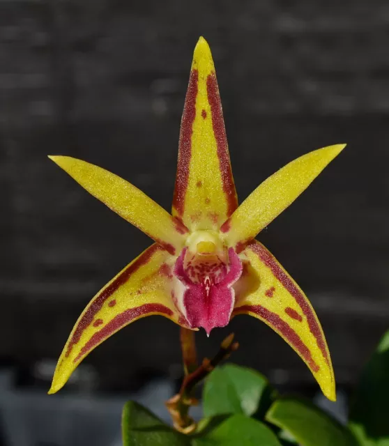 Orchid -Dendrobium Australian Stardream  (Rutherford Starburst 'Tinonee' x Stars