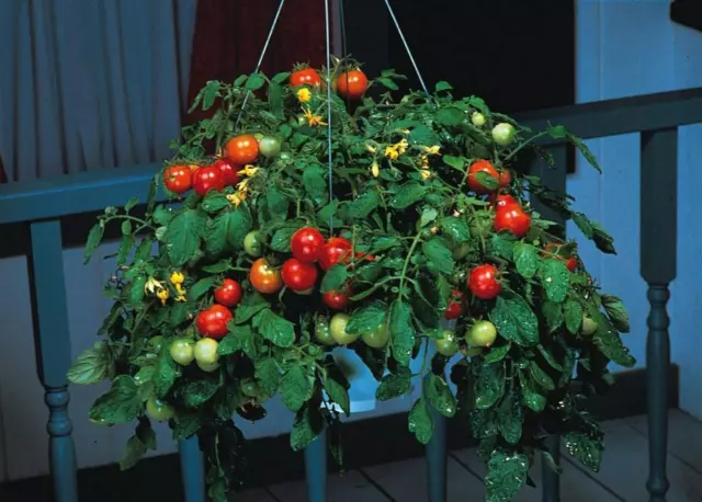 25 graines TOMATE CERISE POUR SUSPENSION BAJAJA (Lyc. escul.)E231 TOMATO SEEDS