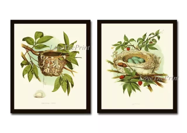 Bird Nest Eggs Wall Art Prints Set of 2 Beautiful Antique Vintage Unframed