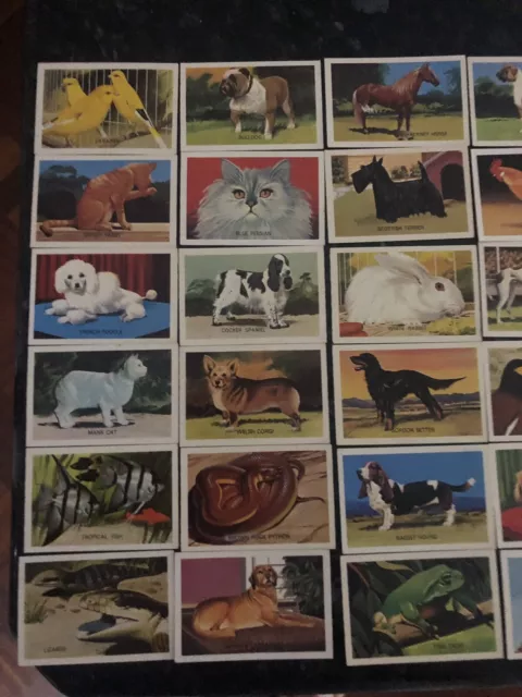 Shell Project Cards Pets Series X 49 2