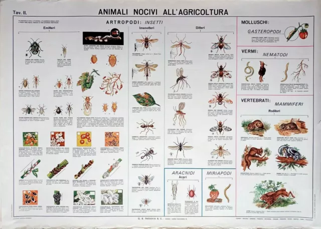 Tavola Gigante Paravia  Anni '60 "Animali Nocivi All'agricoltura"  Tav.2