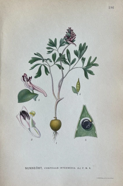 Antique Botanical Colored Lithography Print - Corydalis Intermedia - Lindman