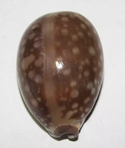 46 mm GREAT Cypraea Nivosa Cowrie Seashell Racha Island Phuket Thailand #A1