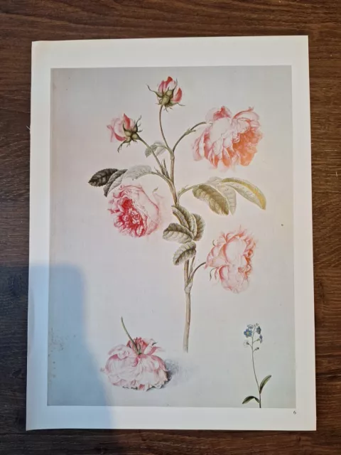 Vintage botanische Drucke, naturhistorische Kunst