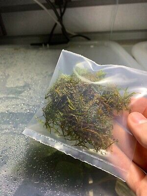 *BUY 2 GET 1 FREE* Java Moss Taxiphyllum Barbieri Easy Live Aquarium Plants ✅ 3