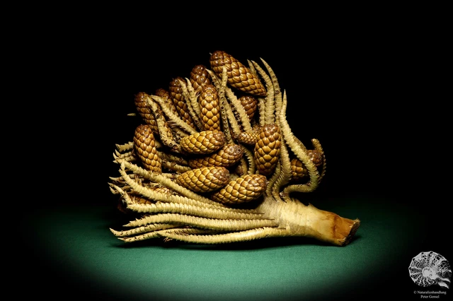 Raphia farinifera tropical centroáfrica palmera reciente frutos secos especie
