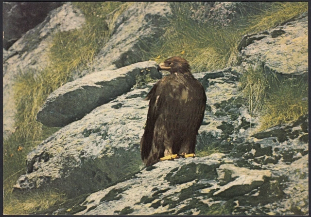 AA8604 Aigle - Parc National Du Gran Paradiso - Carte Postale Postal - Postcard