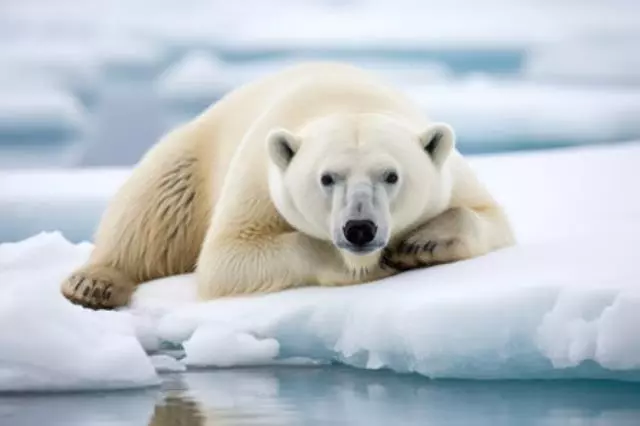 Schneebedeckter Eisbär auf einer arktischen Eisscholle, erstellt mit generativer