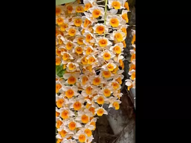 Dendrobium thyrsiflorum Orchid Species