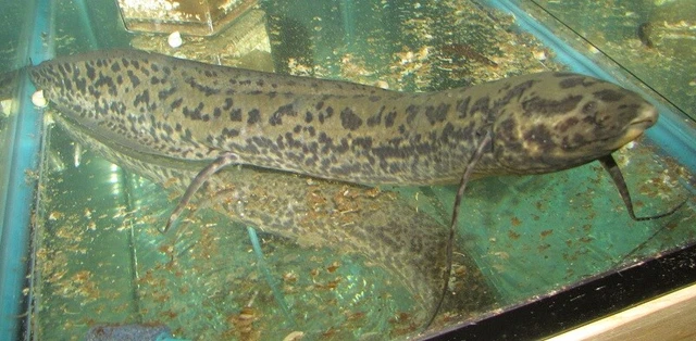 African Lungfish Live Freshwater Aquarium Fish